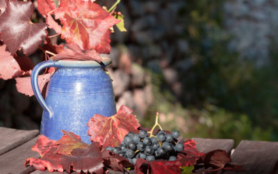 6 settembre 2023 – Festa della vendemmia